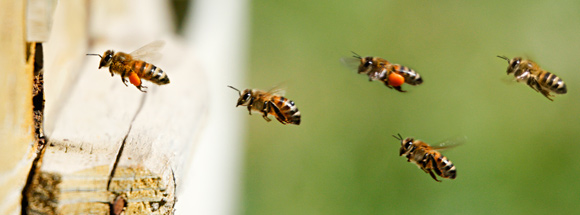 BUSINESS SUCCESS - field Title